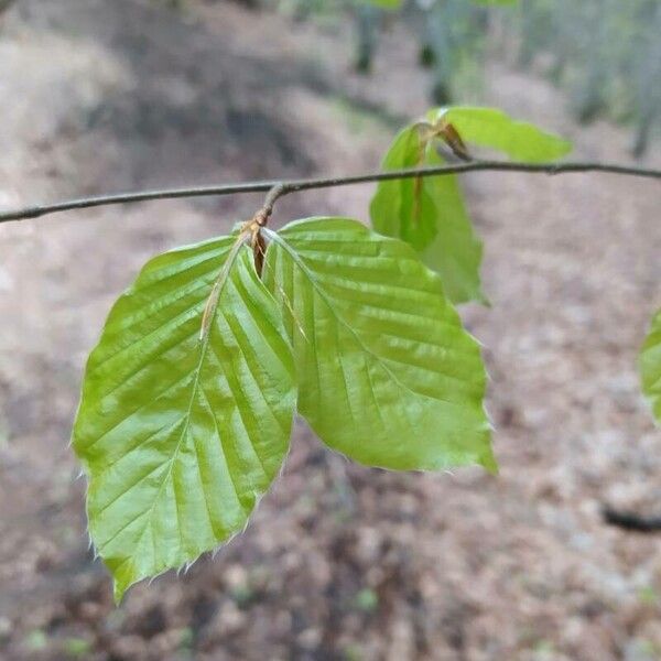 Fagus sylvatica ᱥᱟᱠᱟᱢ