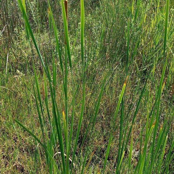 Typha domingensis Habit