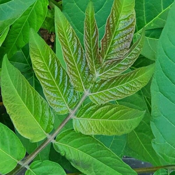 Ailanthus altissima Frunză