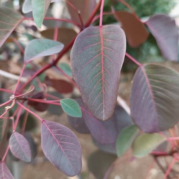 Euphorbia cotinifolia Folha