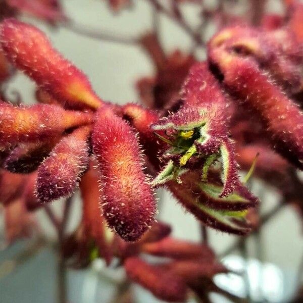 Anigozanthos flavidus Flower