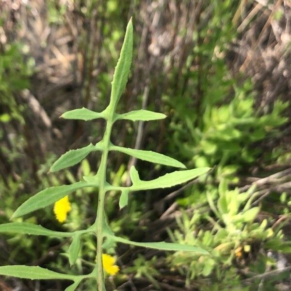 Sonchus tenerrimus পাতা