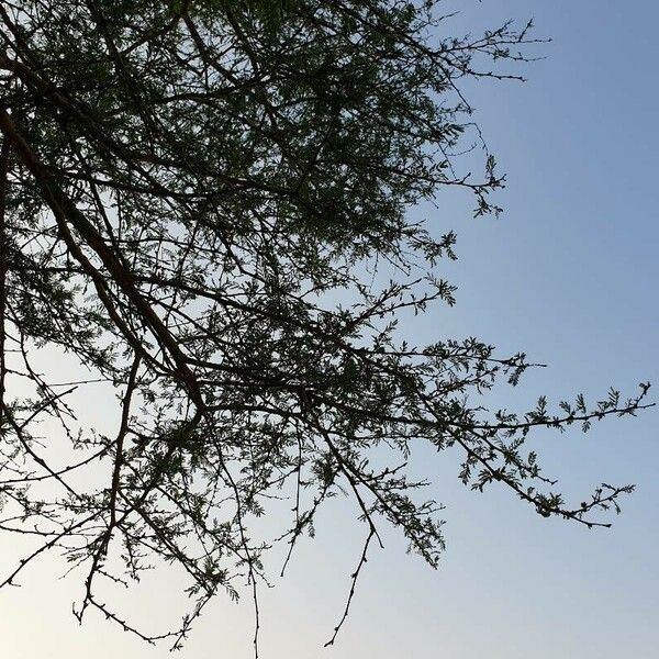 Vachellia xanthophloea Fulla