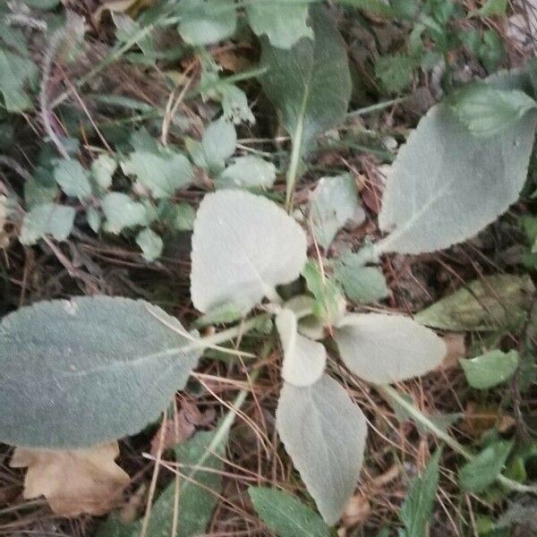 Verbascum boerhavii 葉
