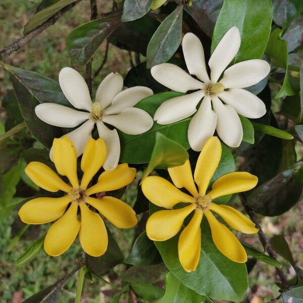 Gardenia tubifera Цветок