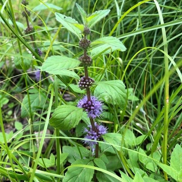 Mentha arvensis Flower