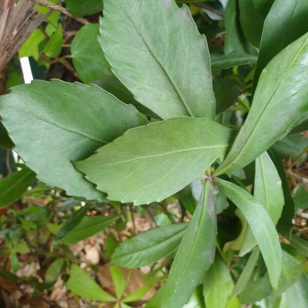 Pseudopanax lessonii Hoja