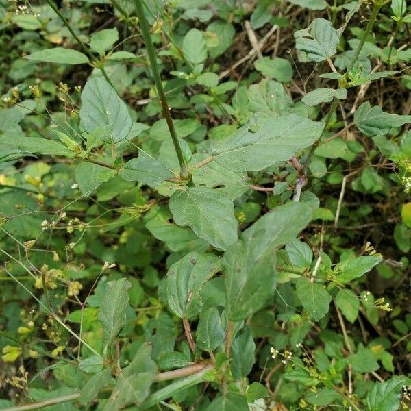 Boerhavia erecta 葉