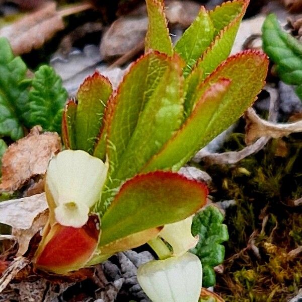 Arctous alpina Fiore