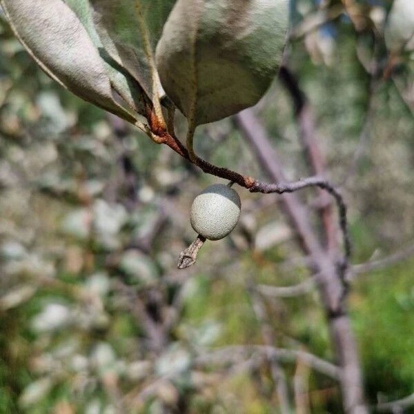 Elaeagnus commutata Fruit