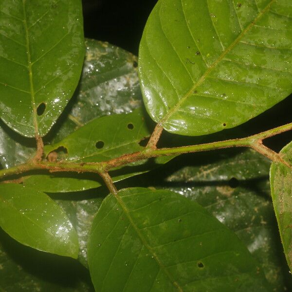 Virola sebifera Fruit