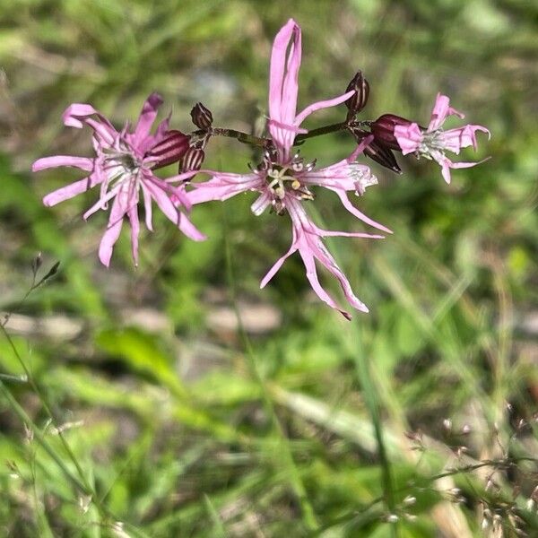 Silene flos-cuculi Flower