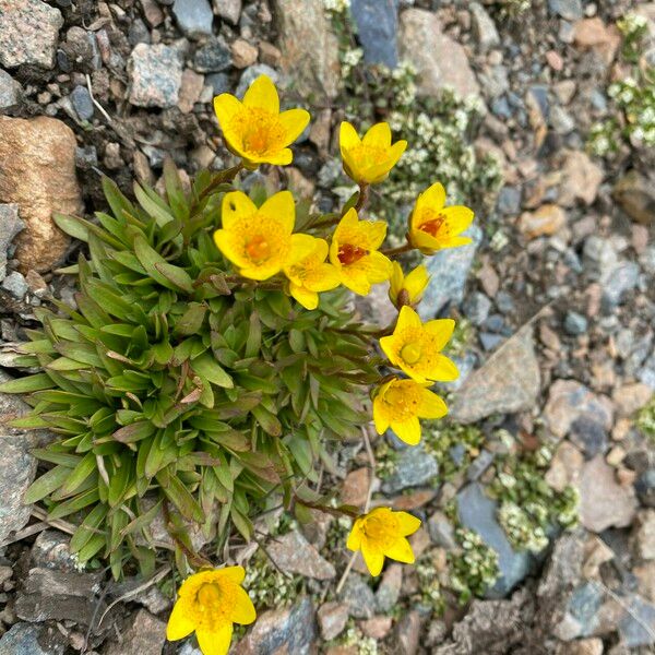 Saxifraga hirculus Pokrój