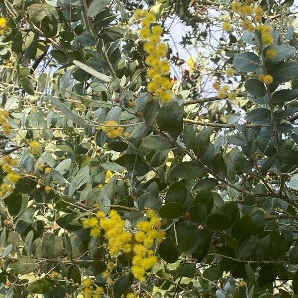 Acacia podalyriifolia Hoja