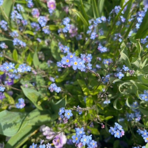 Myosotis alpestris Çiçek