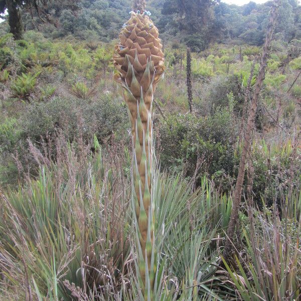 Puya dasylirioides 花