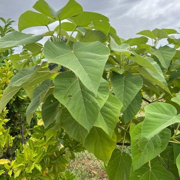 Paulownia tomentosa Leaf