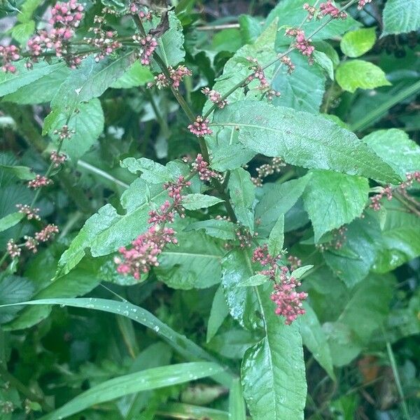 Rumex sanguineus Leaf