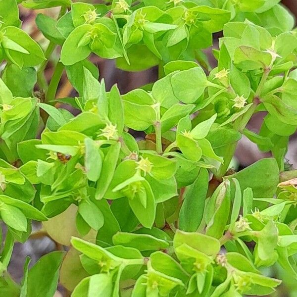 Euphorbia peplus Feuille