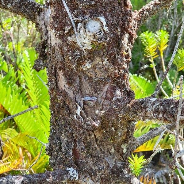 Podocarpus nubigenus Bark