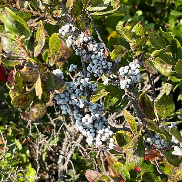 Myrica pensylvanica Frugt