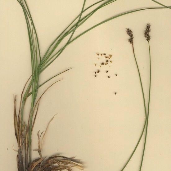 Carex appropinquata Habitus