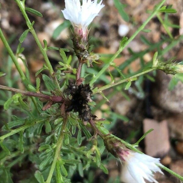 Centaurea diffusa 叶