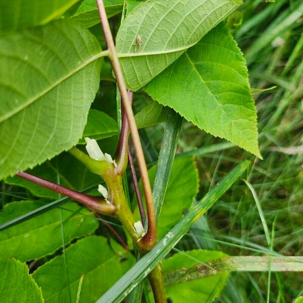 Juglans nigra Bark