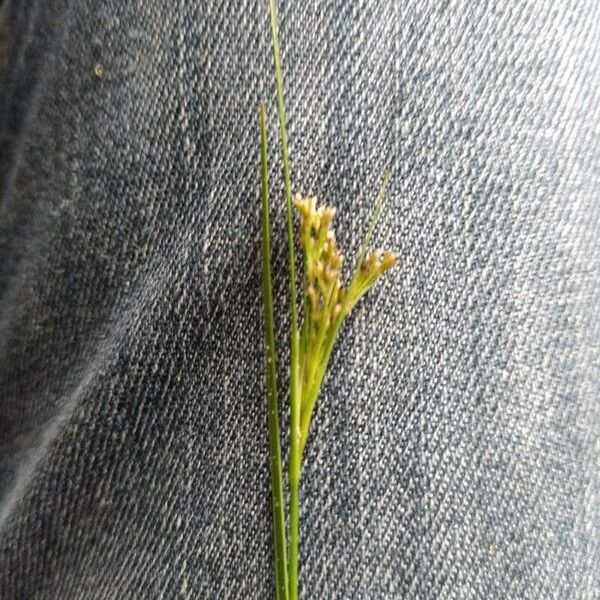 Juncus tenuis Fiore