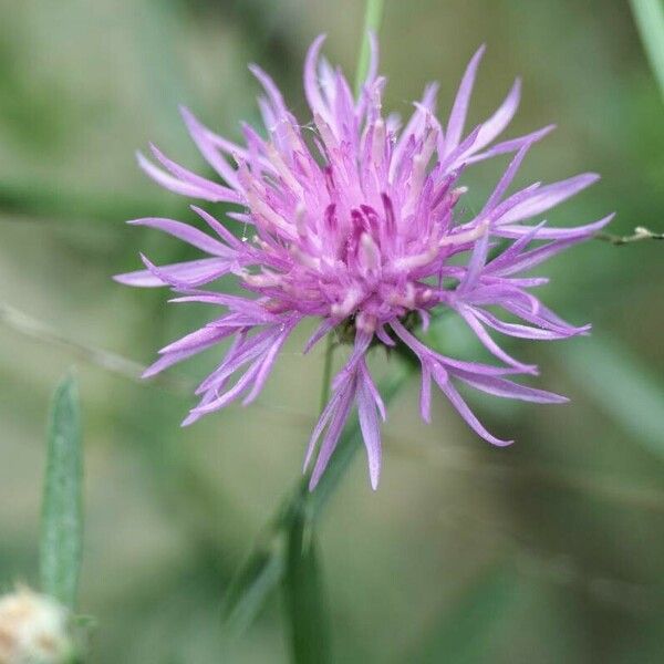 Centaurea stoebe Kvet