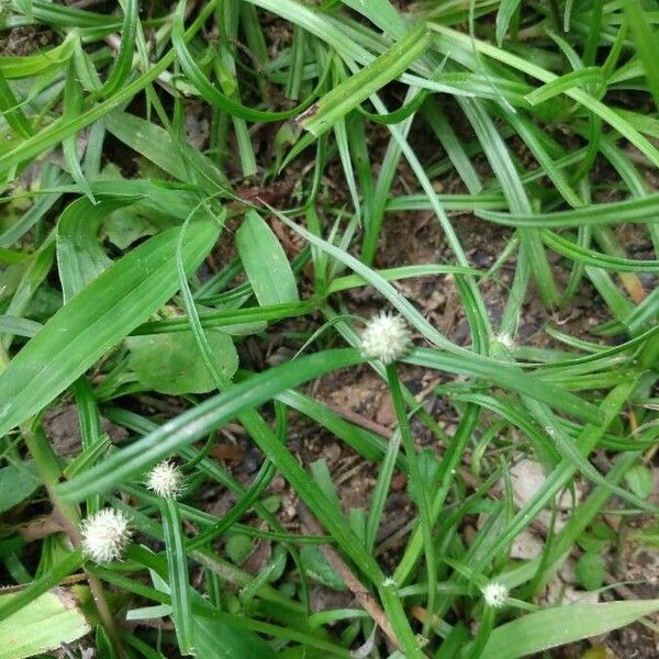 Cyperus mindorensis Blomma