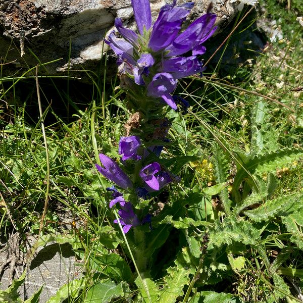 Campanula spicata Plante entière