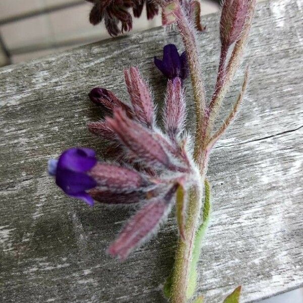 Anchusa undulata Blüte