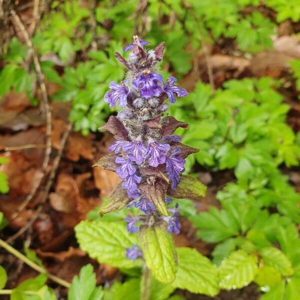 Ajuga genevensis Blüte