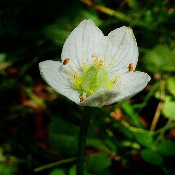 Parnassia palustris Кветка