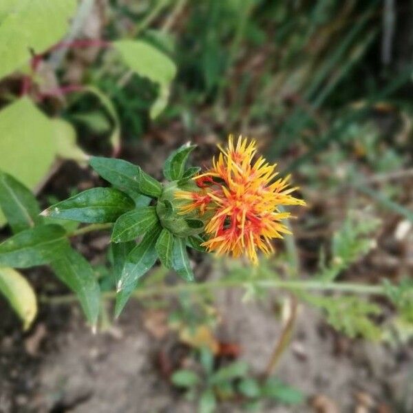 Carthamus tinctorius Flower