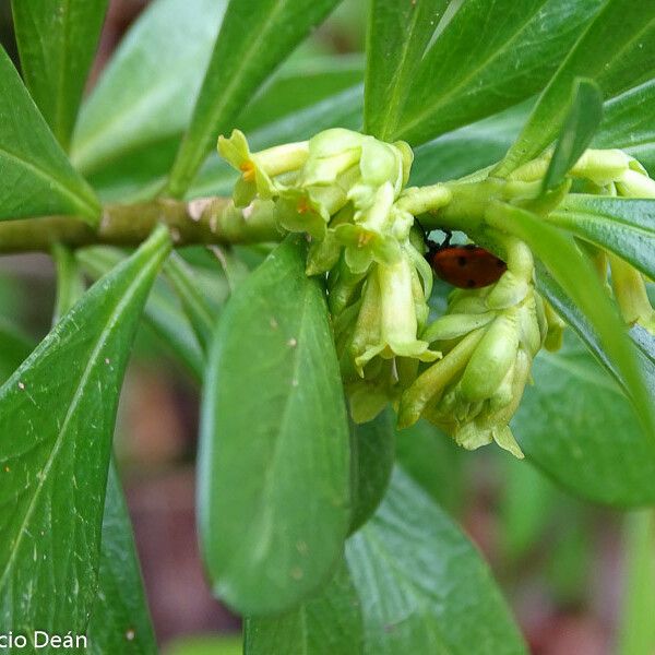 Daphne laureola Кветка