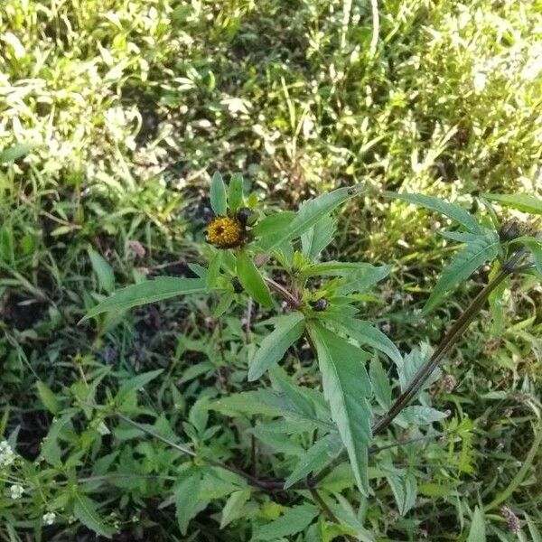 Bidens tripartita Flower