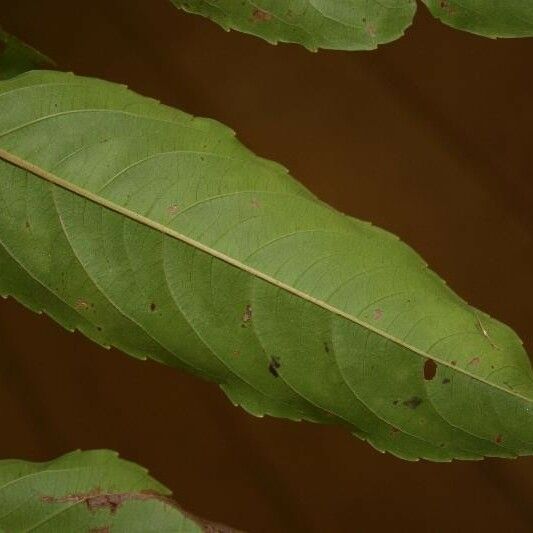 Banara guianensis Levél