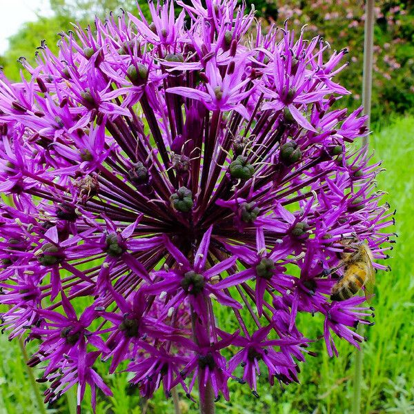 Allium giganteum Цвят