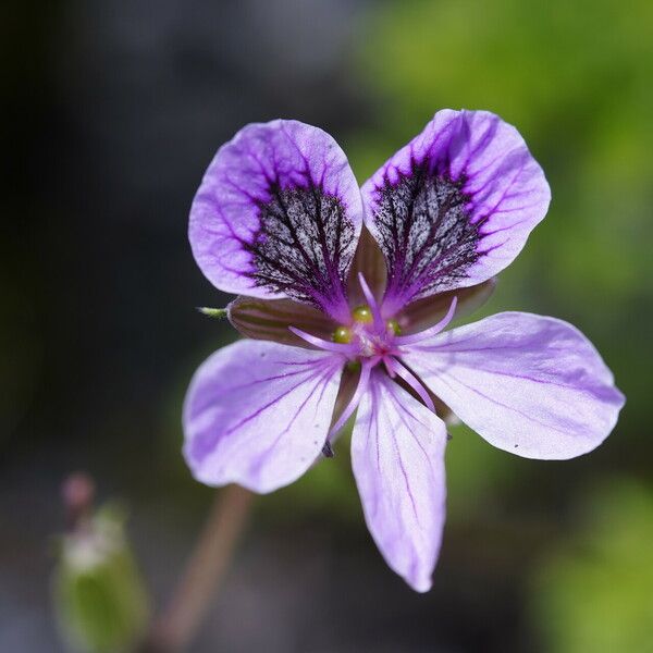 Erodium glandulosum Flower