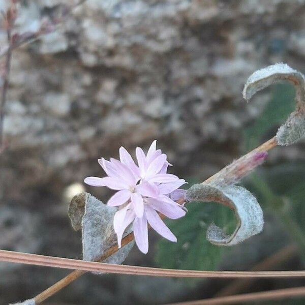 Lessingia hololeuca 花