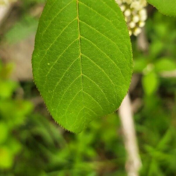 Prunus virginiana Folio