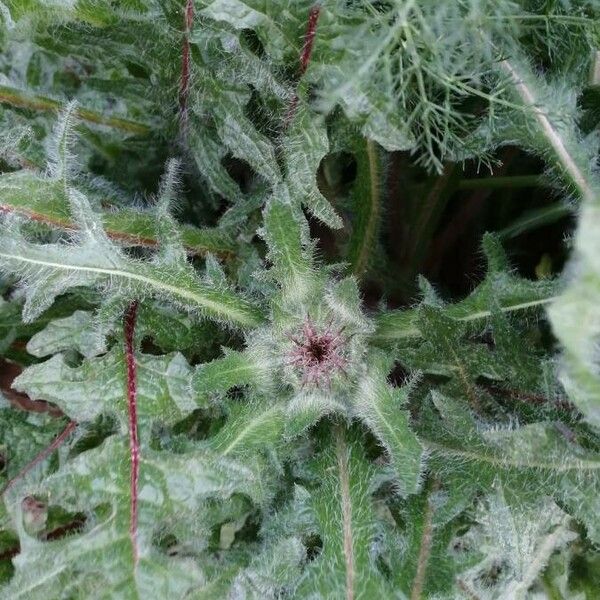 Centaurea benedicta Blomst