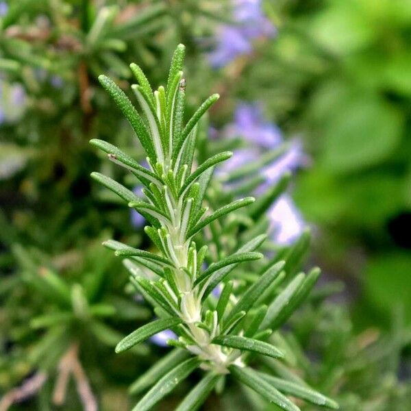 Rosmarinus eriocalyx Leaf