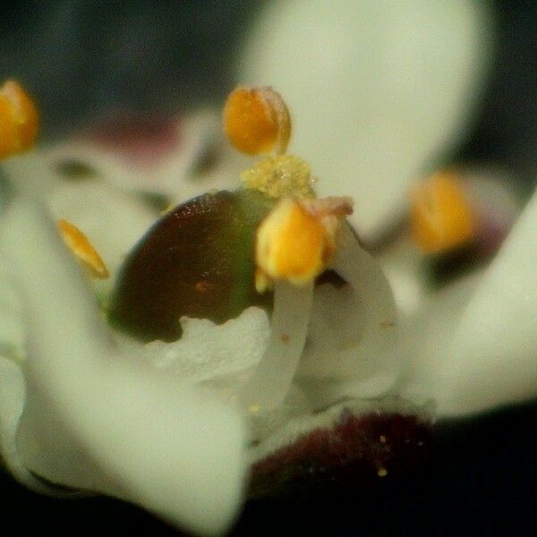 Teesdalia nudicaulis Kwiat