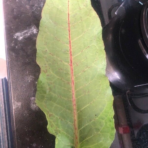 Rumex patientia Leaf