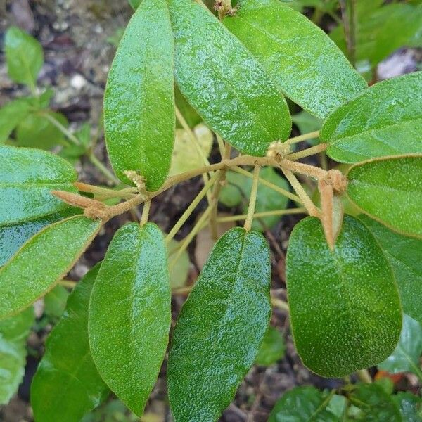 Croton flavens برگ