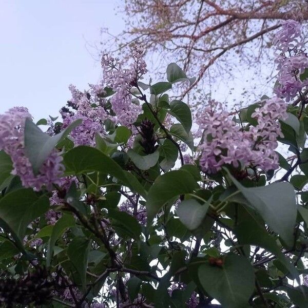 Syringa vulgaris Deilen