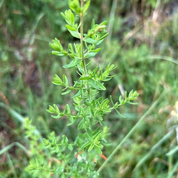 Hypericum perfoliatum Yaprak